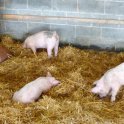 Four Little Piggies